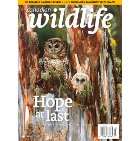 CANADIAN WILDLIFE