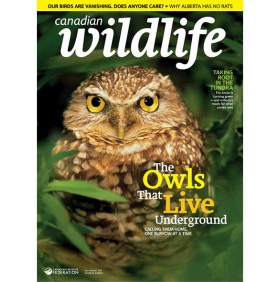 CANADIAN WILDLIFE