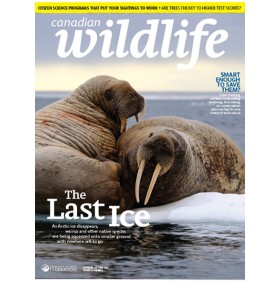 CANADIAN WILDLIFE