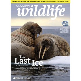CANADIAN WILDLIFE